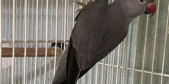 Disponível RINGNECK E MUTAÇÕES
