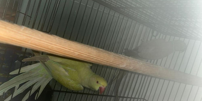 Disponível RINGNECK E MUTAÇÕES