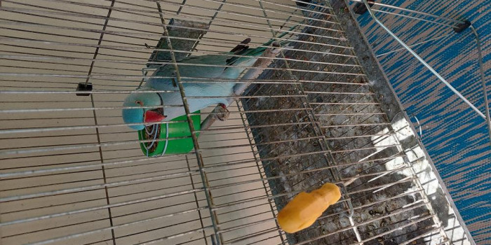 Disponível RINGNECK E MUTAÇÕES