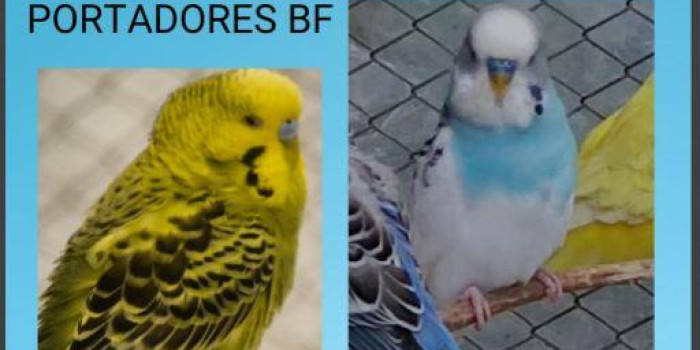 Disponível PERIQUITO AUSTRALIANO