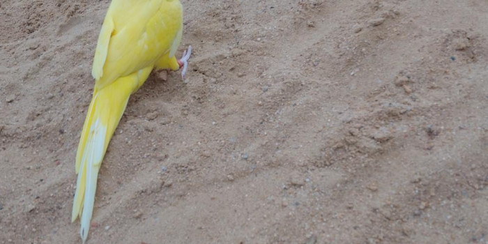 Disponível RINGNECK E MUTAÇÕES