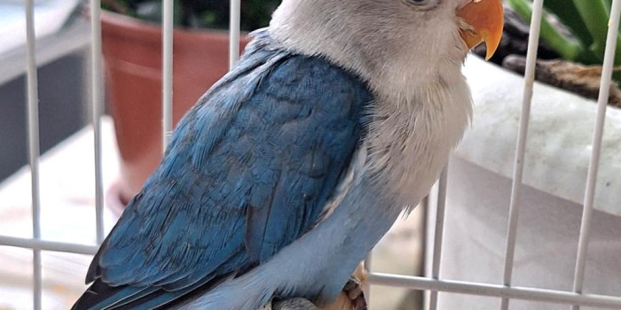 Disponível AGAPORNIS FISCHER E MUTAÇÕES