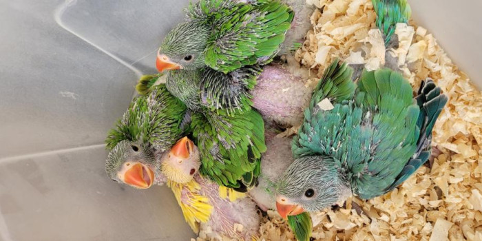 Disponível RINGNECK E MUTAÇÕES