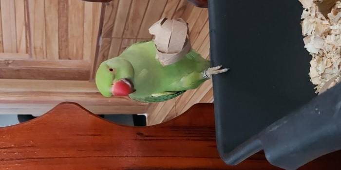 Disponível RINGNECK E MUTAÇÕES