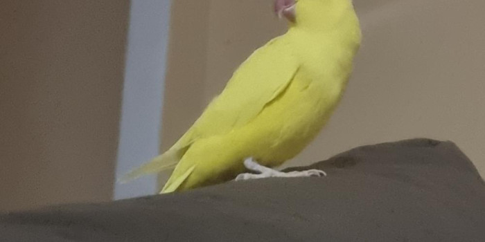 Disponível RINGNECK E MUTAÇÕES