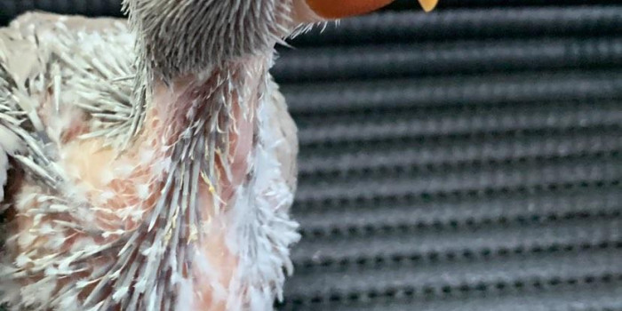 Disponível RINGNECK E MUTAÇÕES