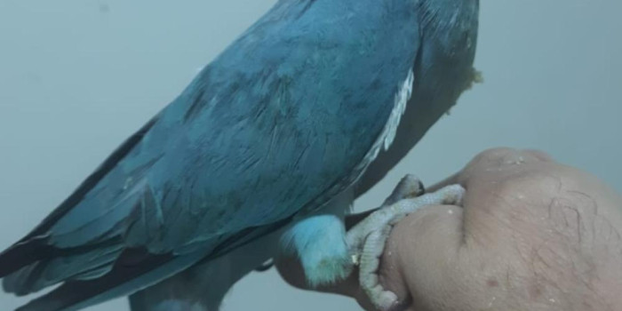 Disponível RINGNECK E MUTAÇÕES