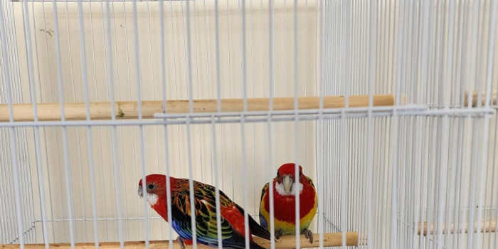 Disponível RINGNECK E MUTAÇÕES