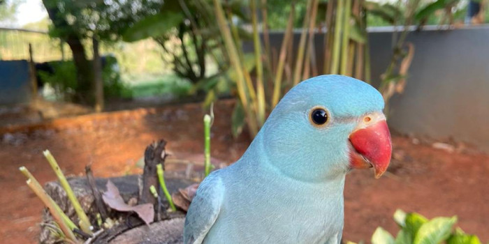 Disponível RINGNECK E MUTAÇÕES