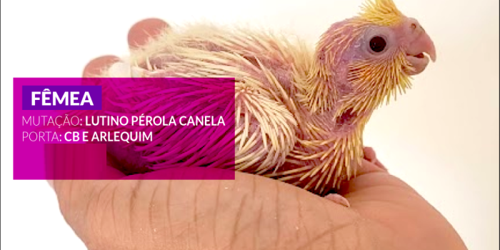 Disponível CALOPSITA