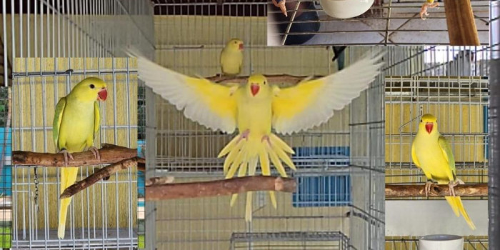 Disponível RINGNECK E MUTAÇÕES