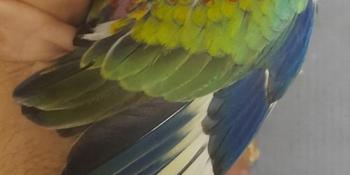 Disponível RED RUMPED E MUTAÇÕES