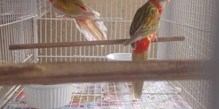 Disponível ROSELA EXIMIUS E MUTAÇÕES