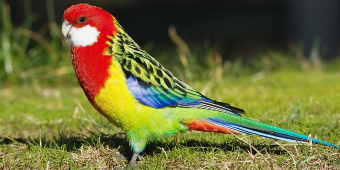 Ofereço ROSELA EXIMIUS E MUTAÇÕES