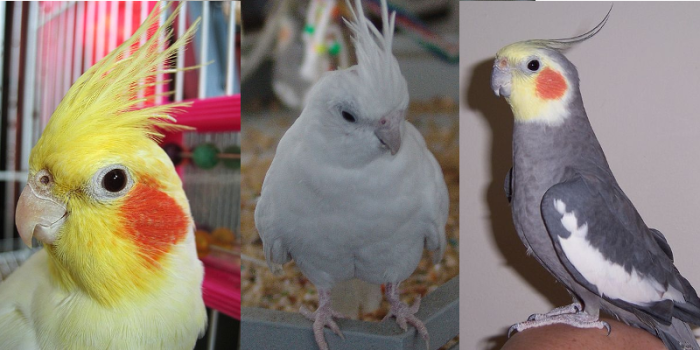 Disponível CALOPSITA