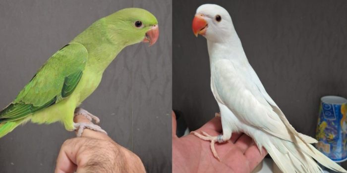 Disponível RINGNECK E MUTAÇÕES