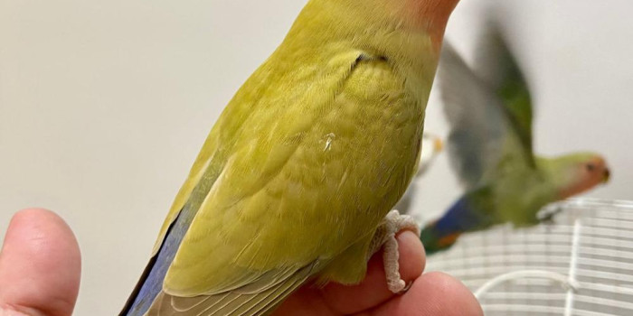 Disponível AGAPORNIS ROSEICOLLIS E MUTAÇÕES