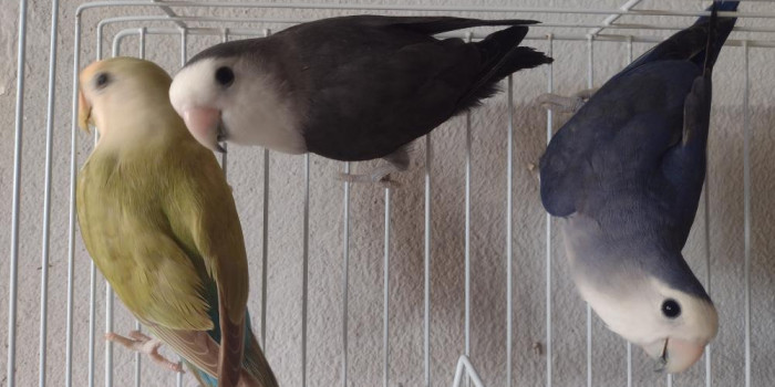 Disponível AGAPORNIS ROSEICOLLIS E MUTAÇÕES