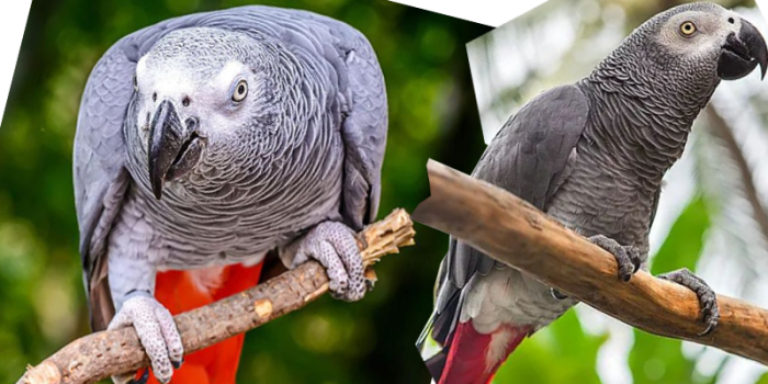 Disponível PAPAGAIO DO CONGO