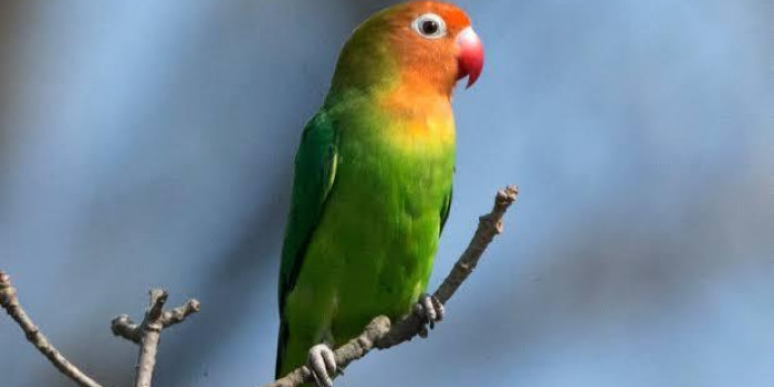 Adquiro AGAPORNIS LILIANE E MUTAÇÕES