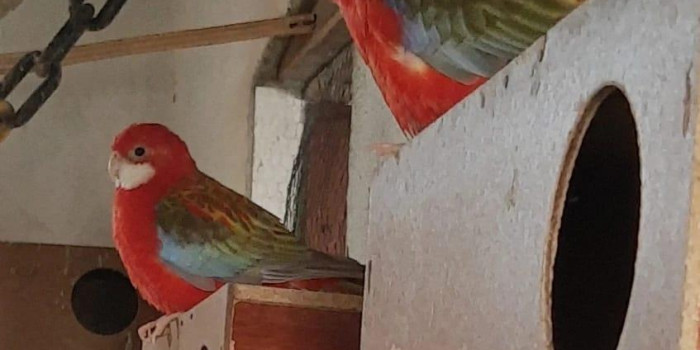 Disponível ROSELA EXIMIUS E MUTAÇÕES