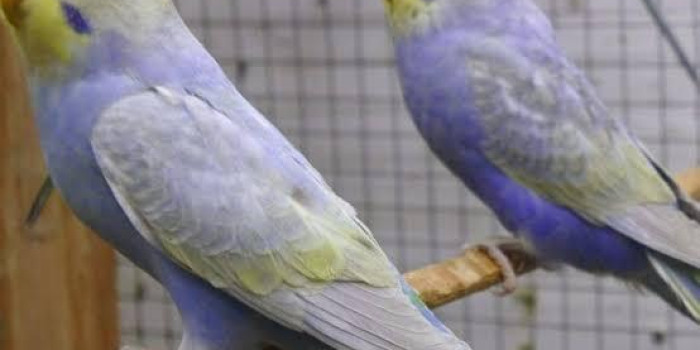 Adquiro PERIQUITO AUSTRALIANO