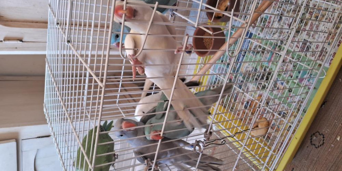 Disponível RINGNECK E MUTAÇÕES