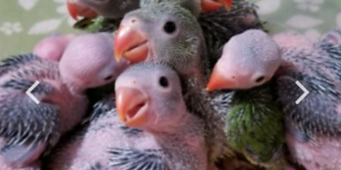 Disponível RINGNECK E MUTAÇÕES