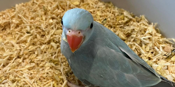 Disponível RINGNECK E MUTAÇÕES