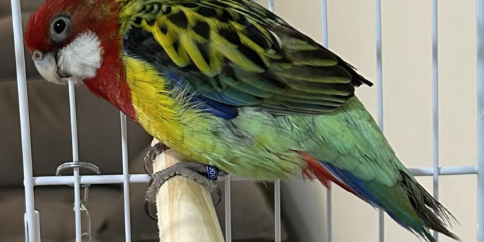 Disponível ROSELA EXIMIUS E MUTAÇÕES