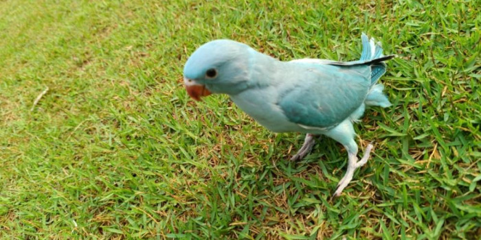 Disponível RINGNECK E MUTAÇÕES