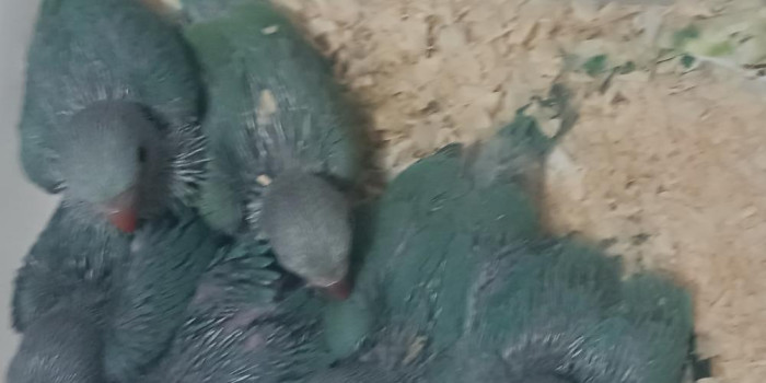 Disponível RINGNECK E MUTAÇÕES