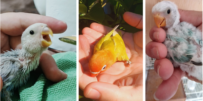 Disponível AGAPORNIS ROSEICOLLIS E MUTAÇÕES