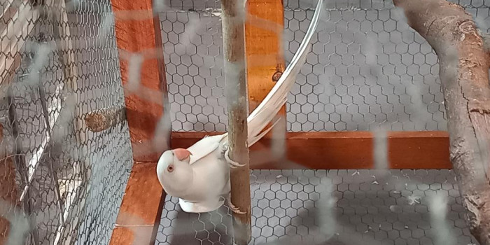 Disponível RINGNECK E MUTAÇÕES