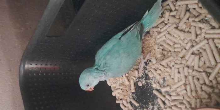 Disponível RINGNECK E MUTAÇÕES