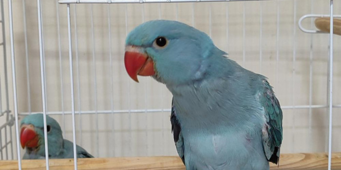 Disponível RINGNECK E MUTAÇÕES