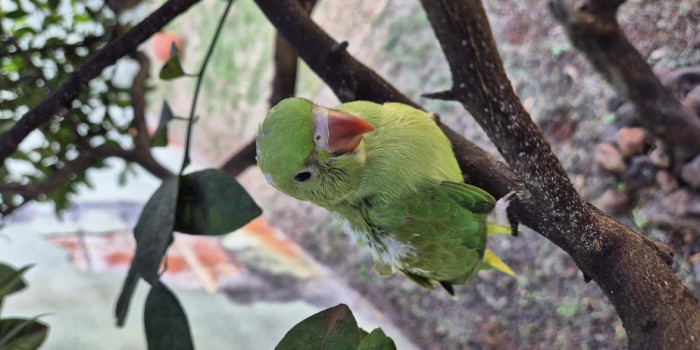 Disponível RINGNECK E MUTAÇÕES