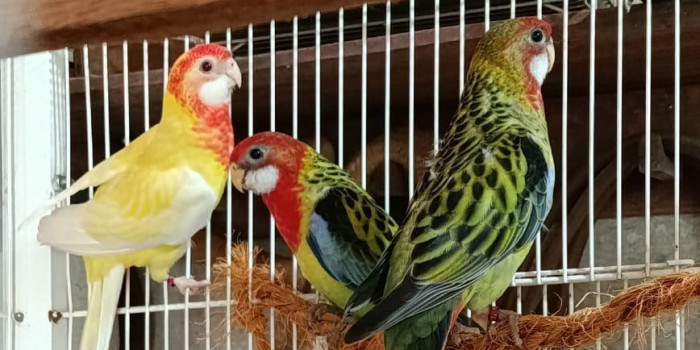 Disponível ROSELA EXIMIUS E MUTAÇÕES