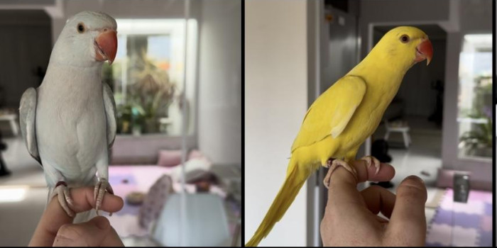 Disponível RINGNECK E MUTAÇÕES