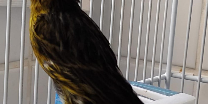 Disponível CANÁRIO BELGA ( Canário do Reino )