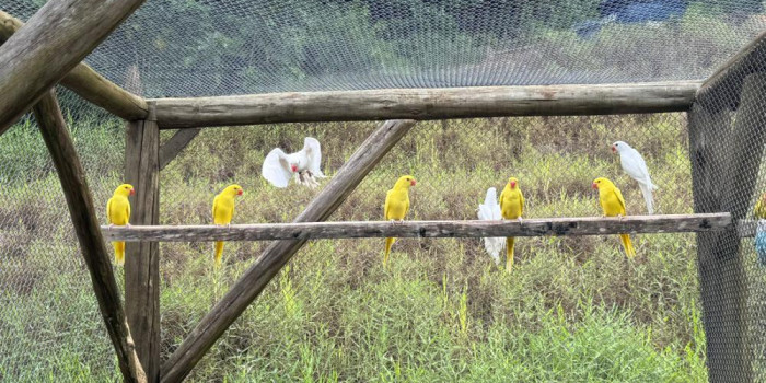 Disponível RINGNECK E MUTAÇÕES