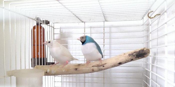 Disponível DIAMANTE GOULD