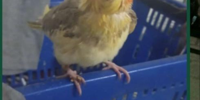 Disponível CALOPSITA