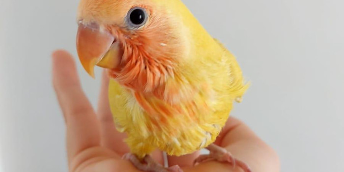 Disponível AGAPORNIS ROSEICOLLIS E MUTAÇÕES
