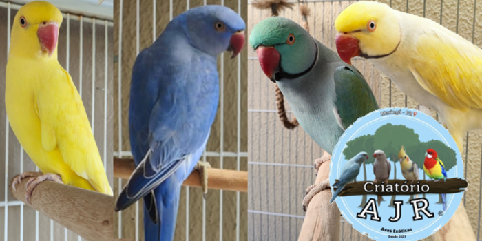 Disponível RINGNECK E MUTAÇÕES