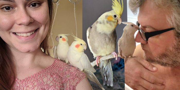 Disponível CALOPSITA