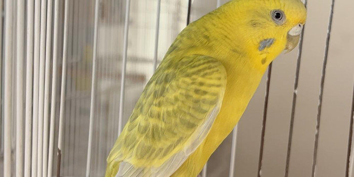 Disponível PERIQUITO AUSTRALIANO