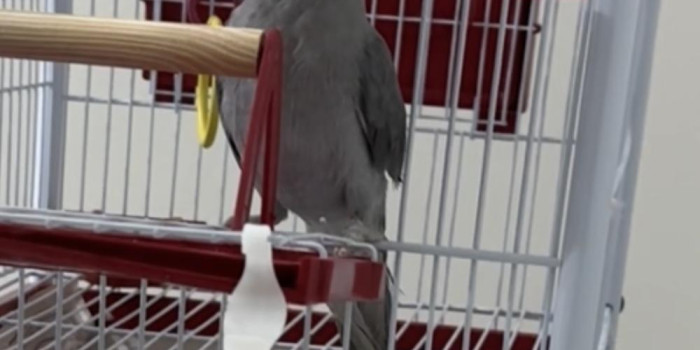 Disponível RINGNECK E MUTAÇÕES