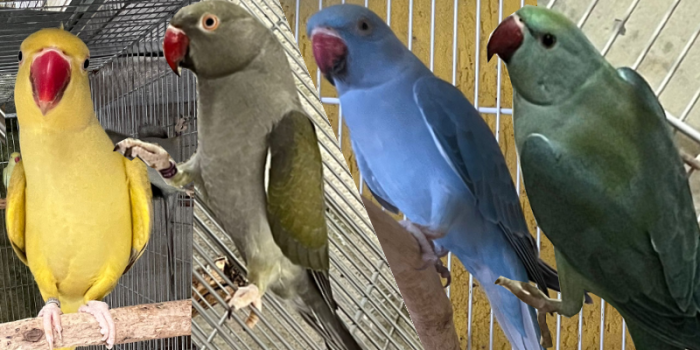 Disponível RINGNECK E MUTAÇÕES