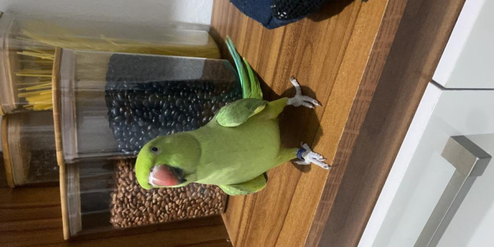 Disponível RINGNECK E MUTAÇÕES